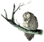 g-owl4.jpg