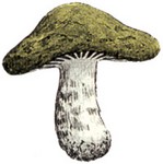 g-mushroom.jpg