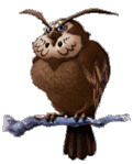 owl.gif