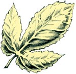 g-golden-leaf.jpg